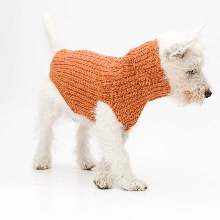 Knitting pattern for dog christmas jumper