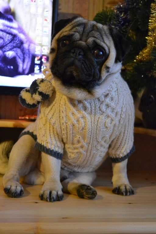 Pug sweater knitting pattern