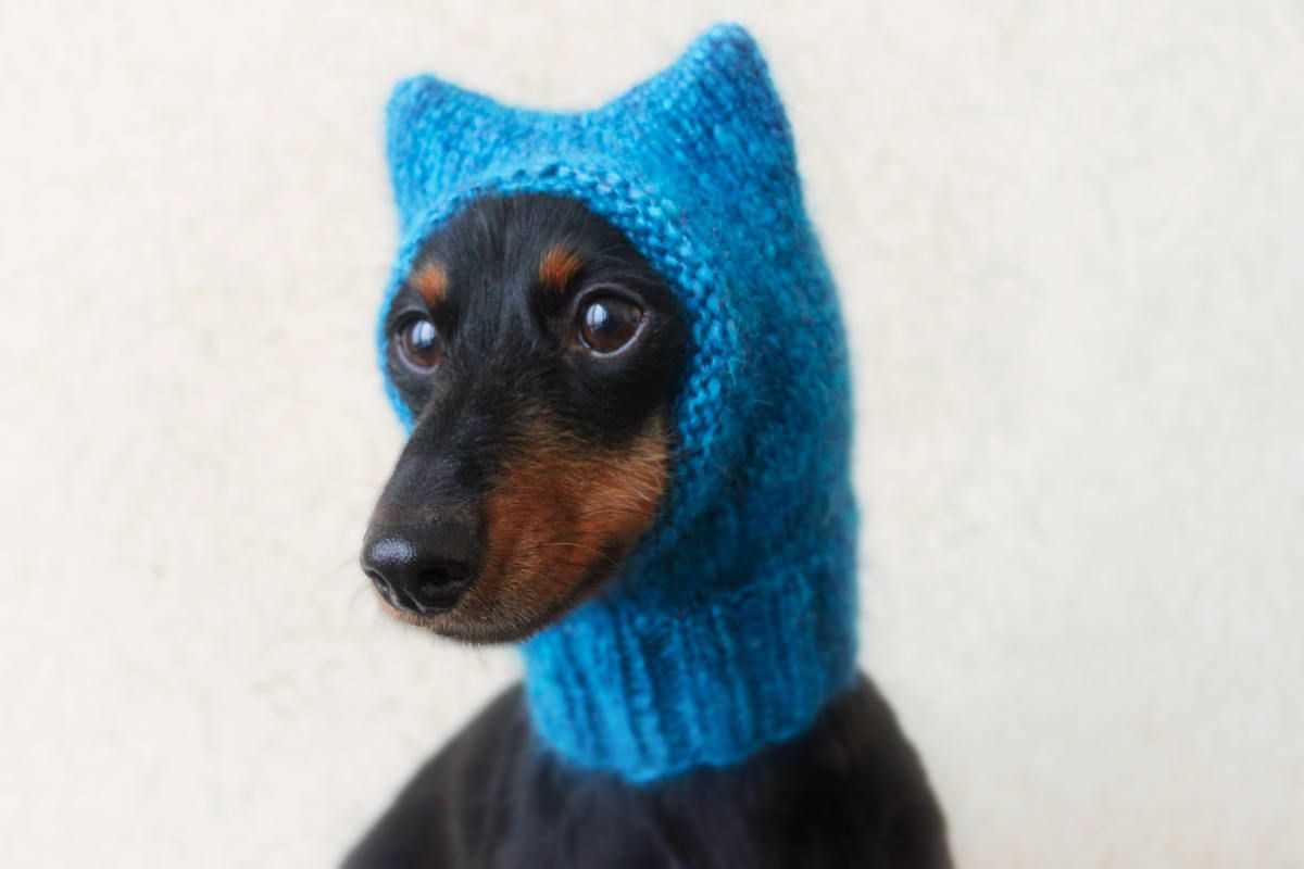 Knitting pattern dog hat