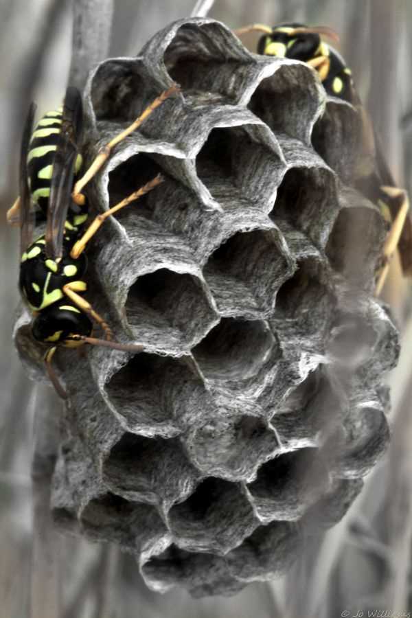 Knitted wasp nest pattern