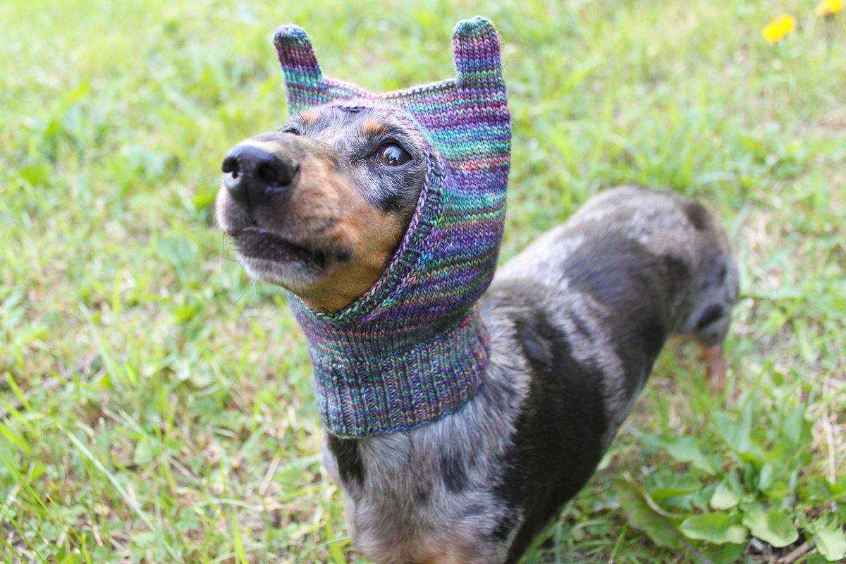Create a Stylish Hat for Your Canine Companion with this Unique Knitting Pattern Knitting pattern dog hat