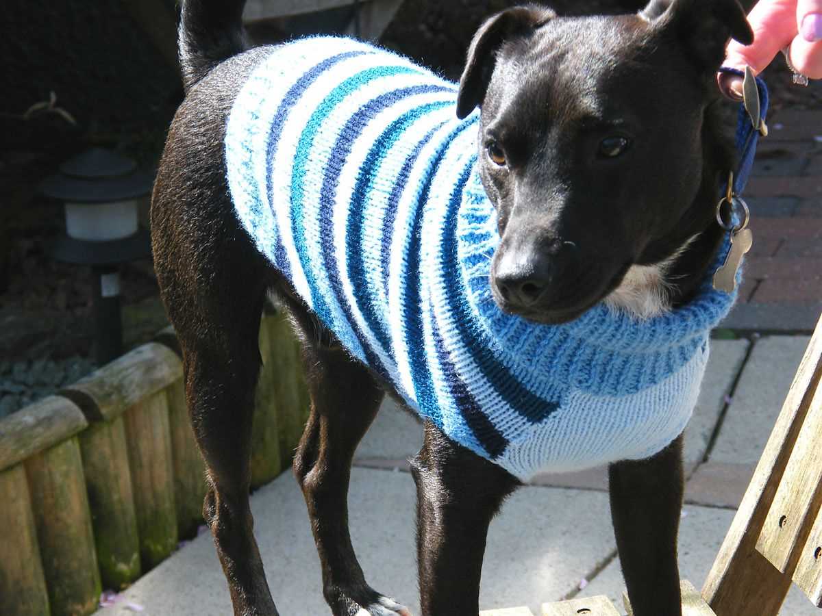 Dog sweater knitting pattern ravelry