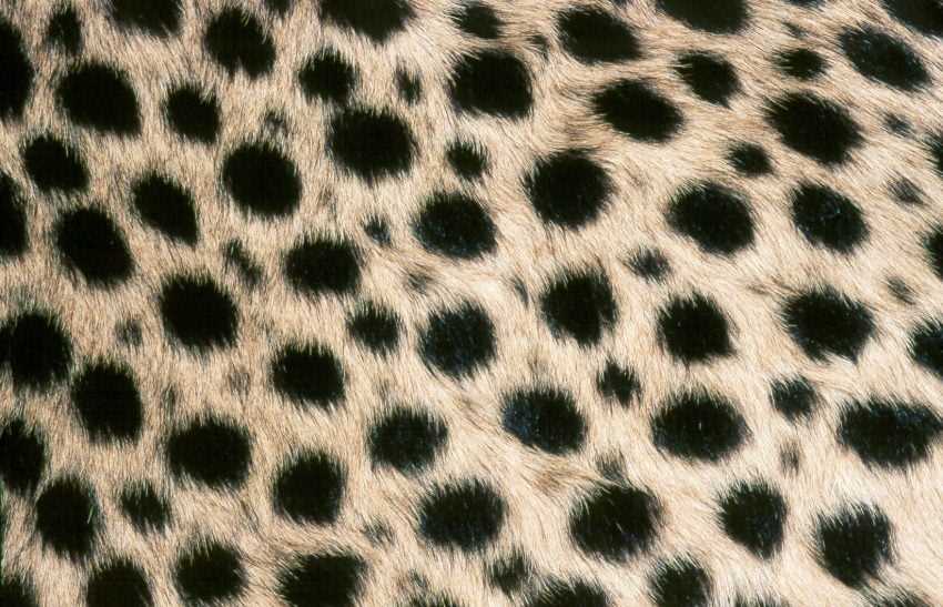 Cheetah knitting pattern