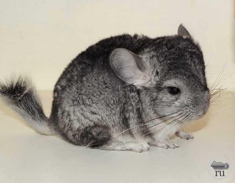 Chinchilla knitting pattern