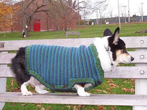 Dog cardigan knitting pattern