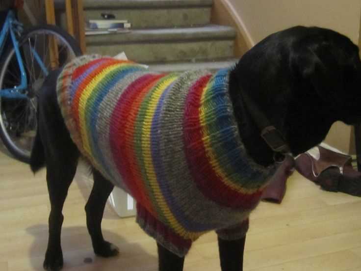 Dog sweater knitting pattern ravelry