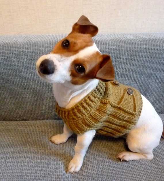 Dog vest knitting pattern