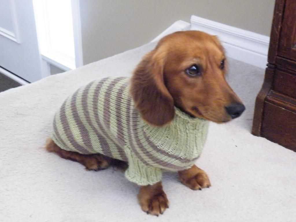 Dog knitting pattern