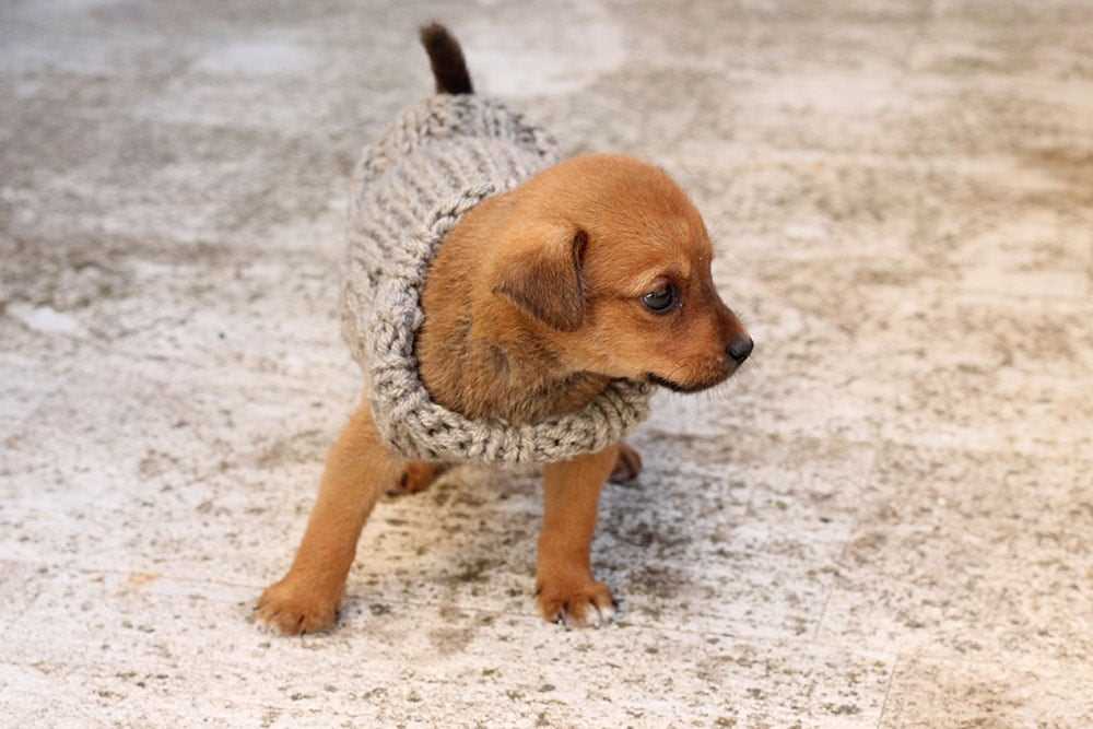 Flat knit dog sweater free pattern