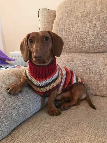 Free knitting pattern for dachshund jumper