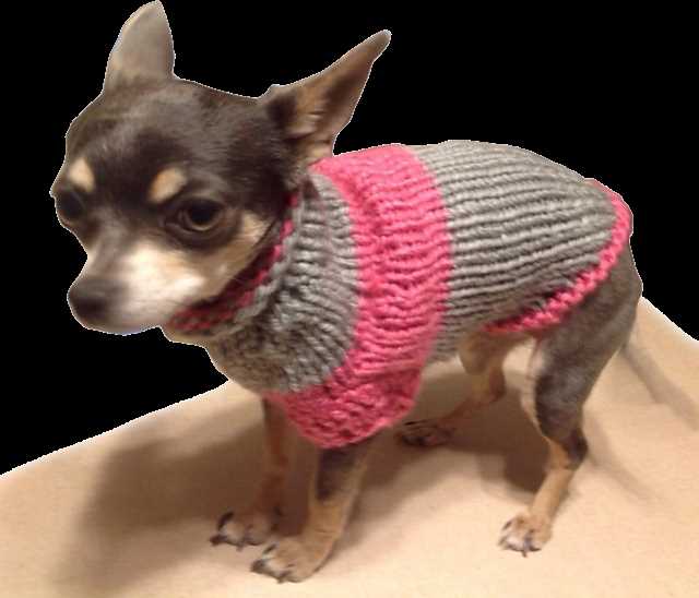 Free knitting patterns for chihuahua dogs