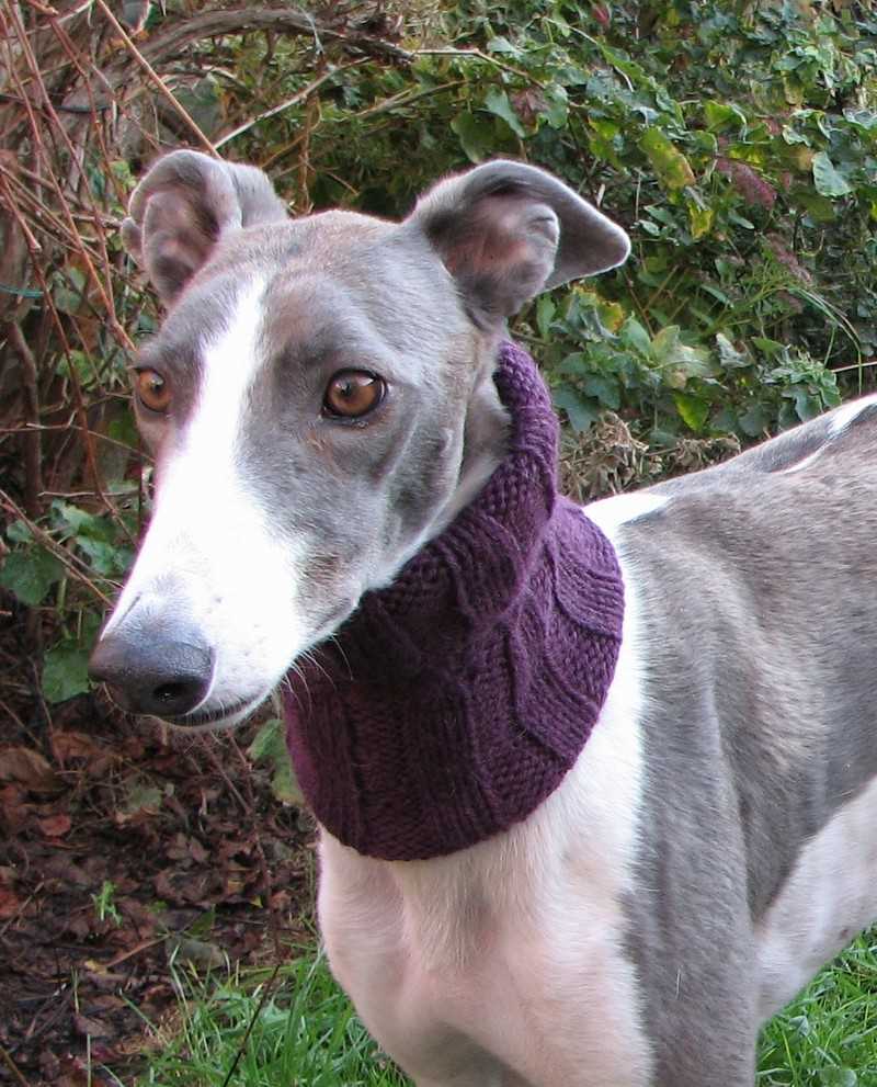Greyhound knitting pattern coat