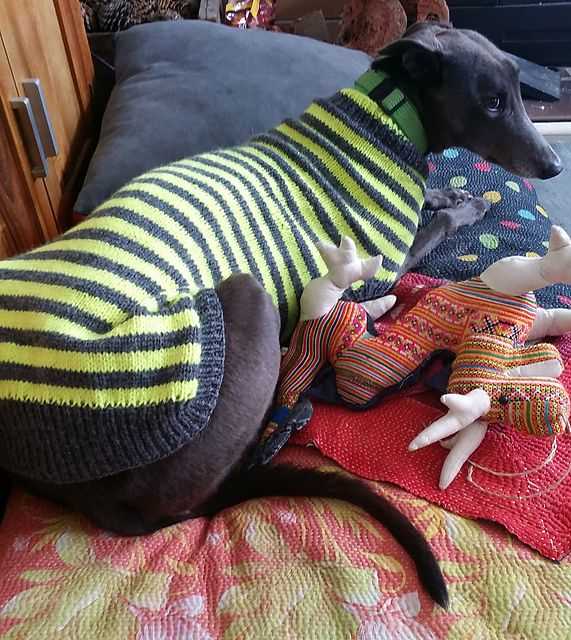 Greyhound knitting pattern coat