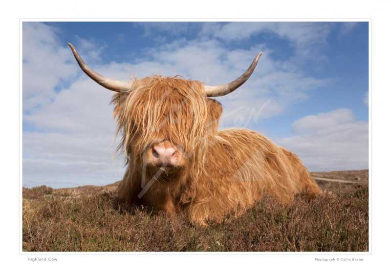 Highland cow chocolate orange cover knitting pattern