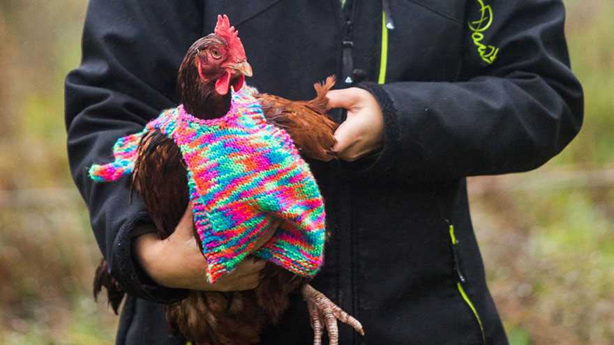 Jumpers for chickens knitting pattern