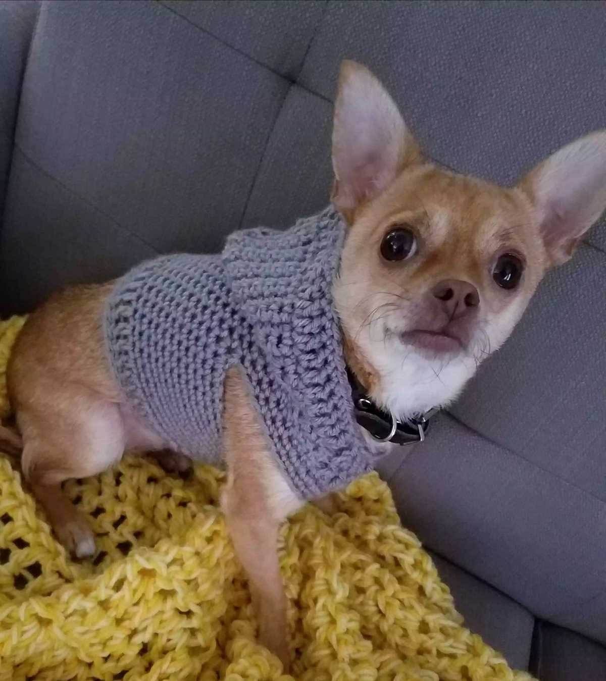 Knitted chihuahua sweater patterns