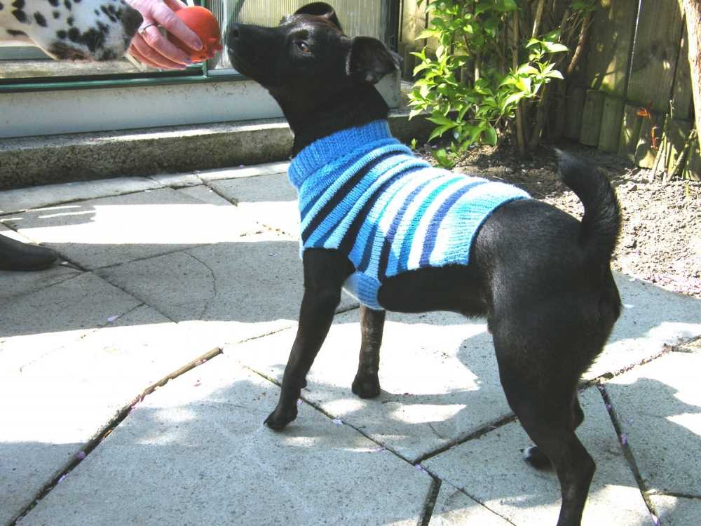 Create a Cute and Cozy Knitted Sweater for Your Puppy Knitted puppy sweater pattern