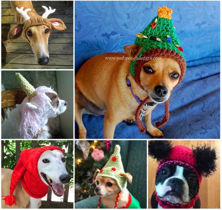 Knitted hats for dogs free pattern