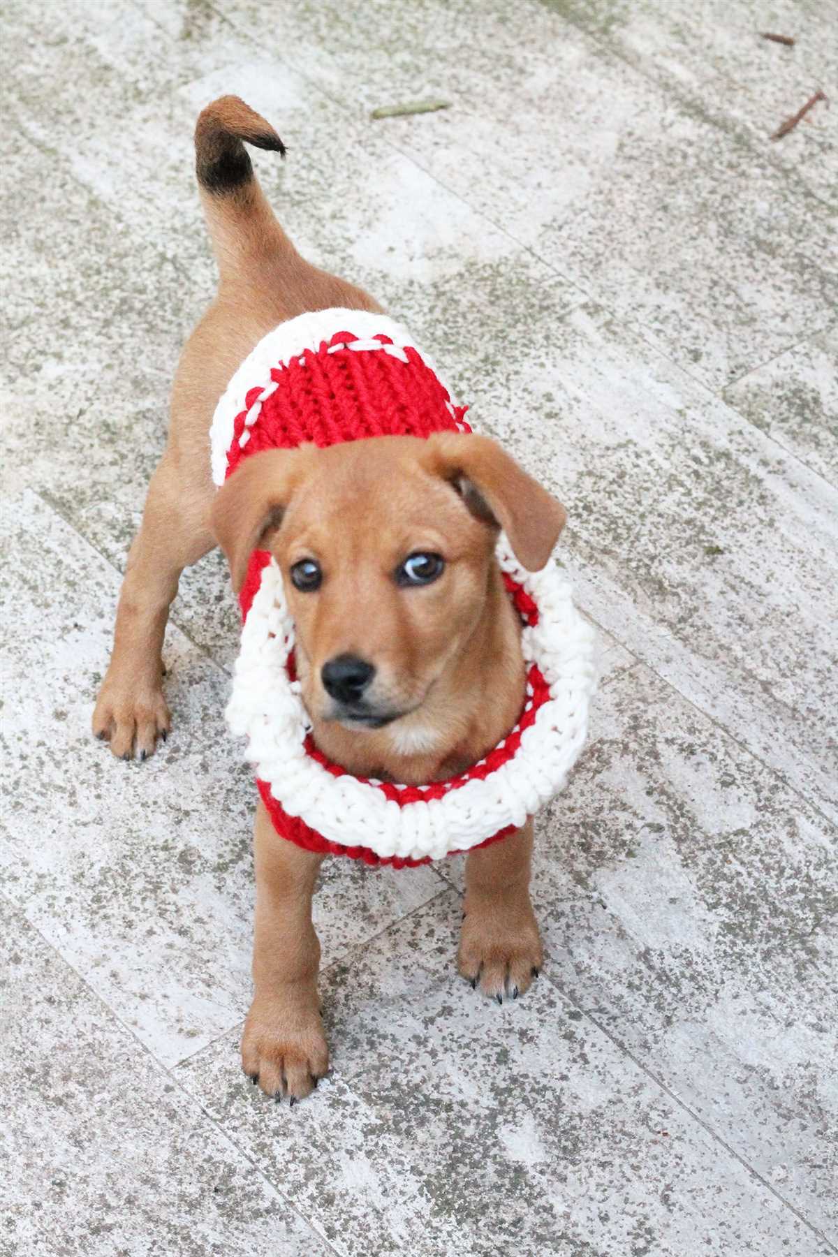 Knitted puppy sweater pattern