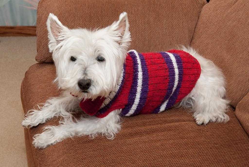 Step-by-Step Guide to Creating Custom Dog Socks with Knitting Patterns Knitting pattern for dog socks