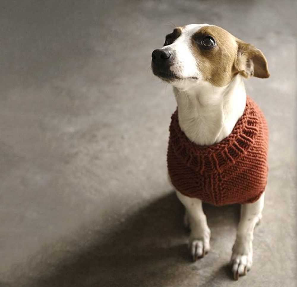 Knitting patterns for small dog sweaters