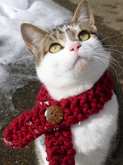 Knitting pattern cat scarf