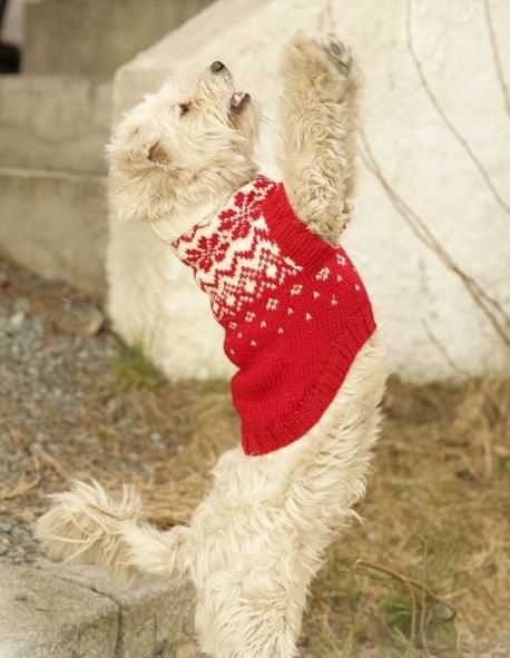 Knitting pattern for dog christmas jumper