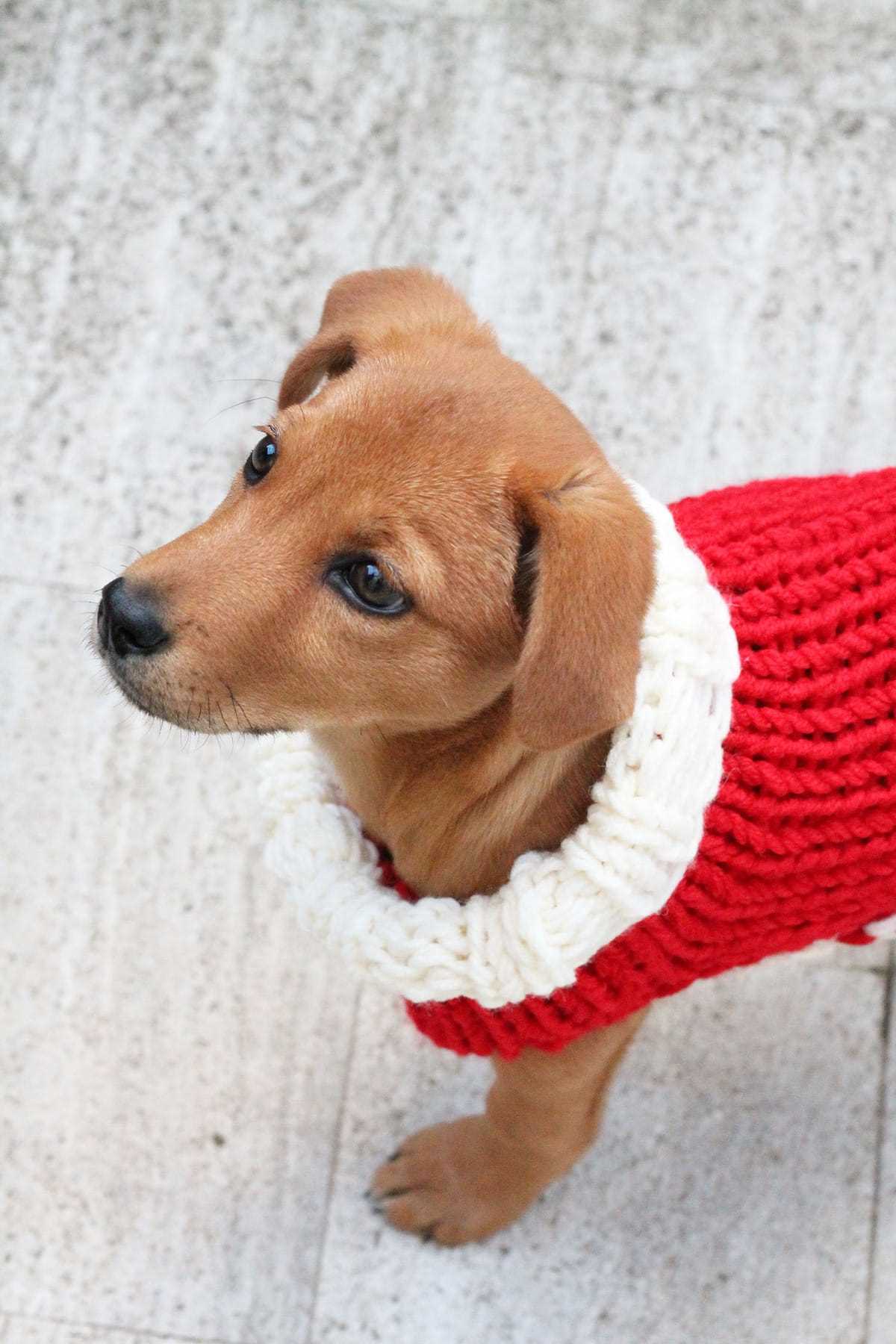 Knitting pattern for dog christmas sweater