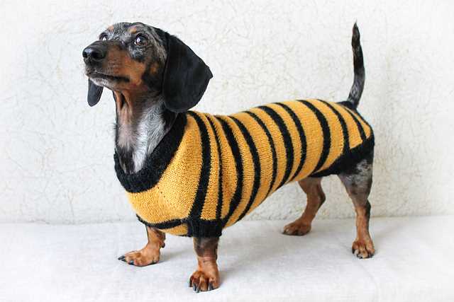 Mini dachshund sweater knitting pattern free
