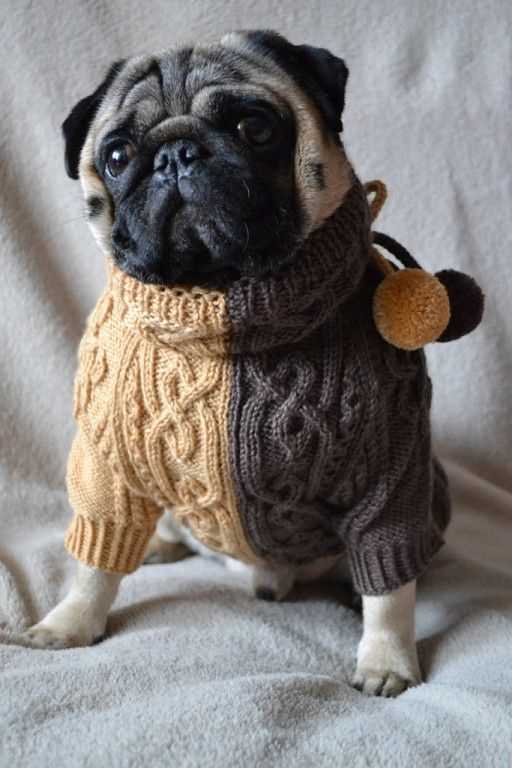 Pug sweater knitting pattern