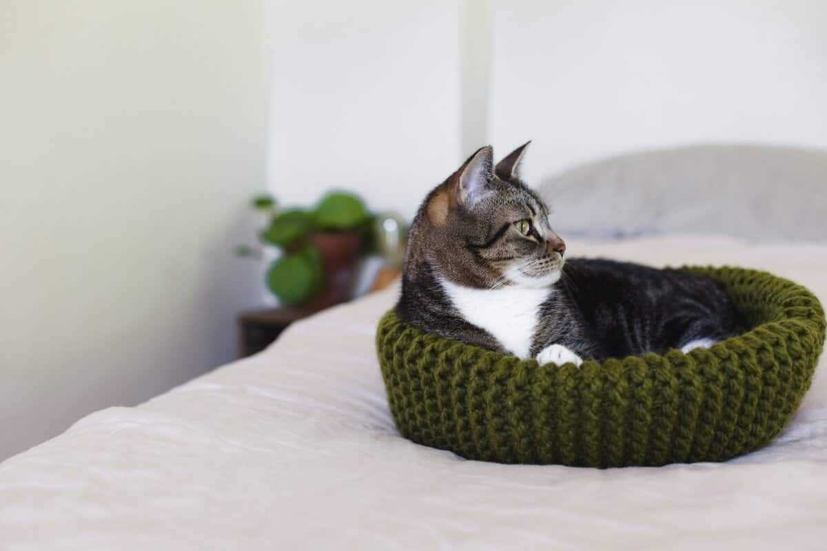 Simple knitted cat pattern