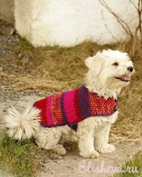 Xs dog sweater knitting pattern