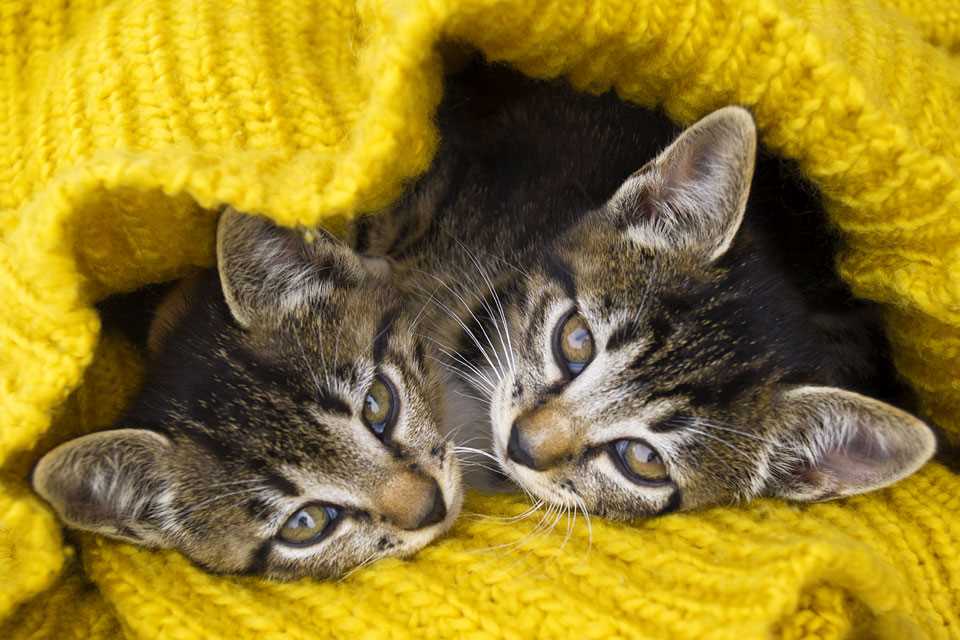 Free knitted cat blanket pattern