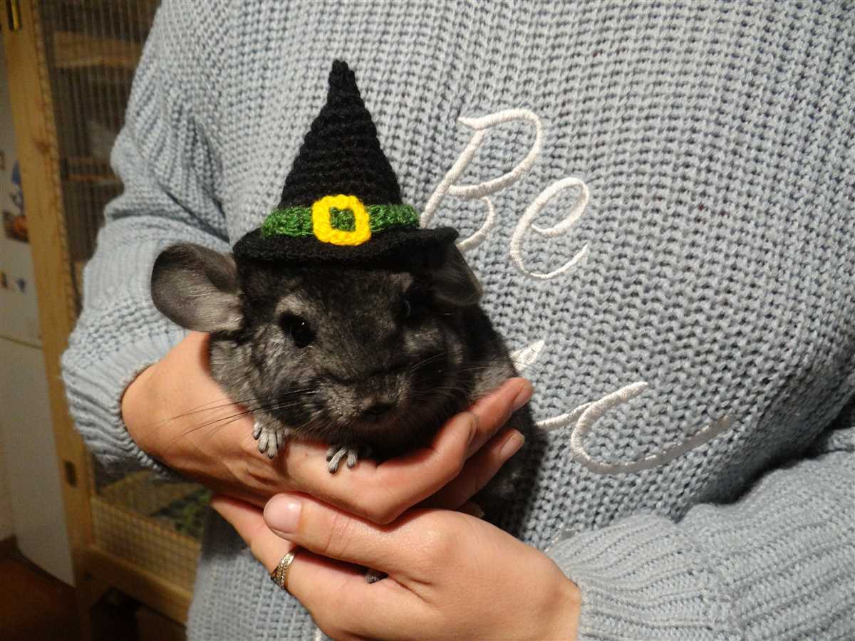 Chinchilla knitting pattern