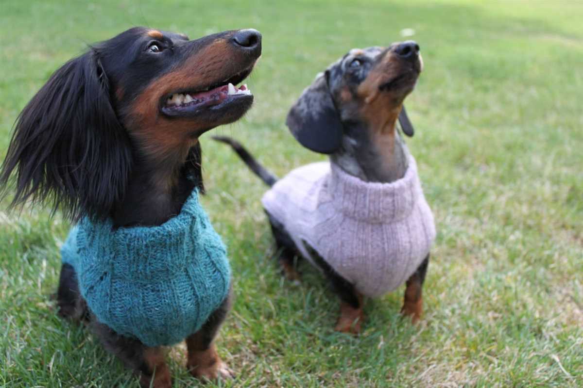 Knitting pattern dachshund sweater