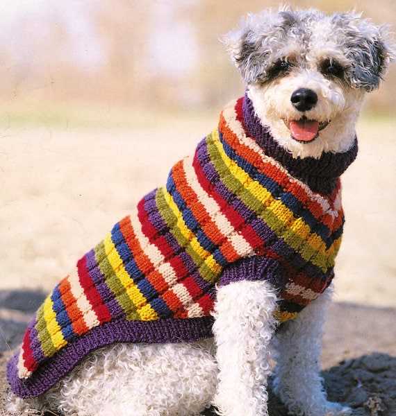 Cozy and Stylish Knit Your Own Dog Coat with this Free Pattern — free download