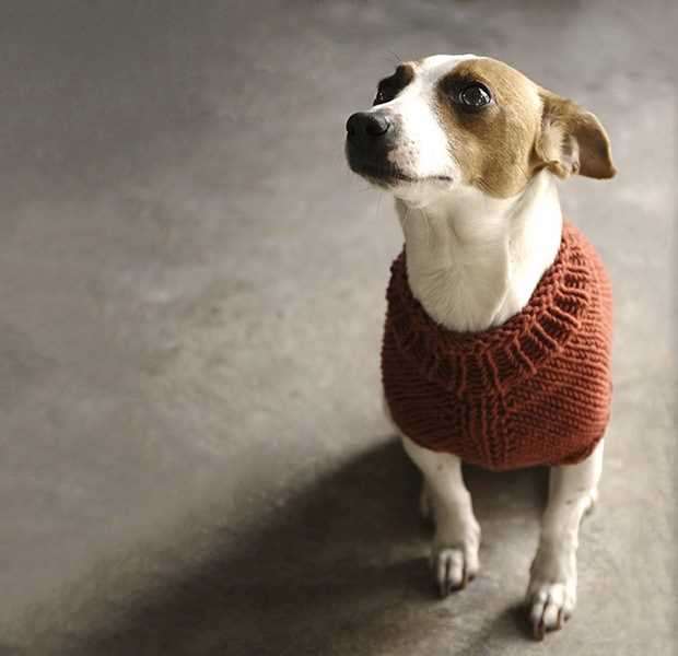 Dog clothes knitting patterns free