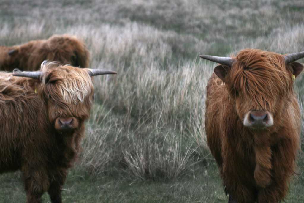 Highland cow chocolate orange cover knitting pattern