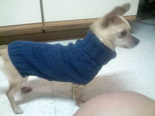 Chihuahua sweater knitting pattern