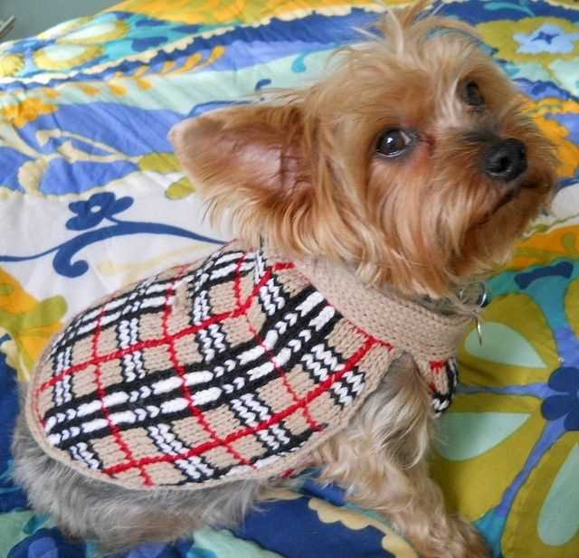 Chunky dog sweater knitting pattern