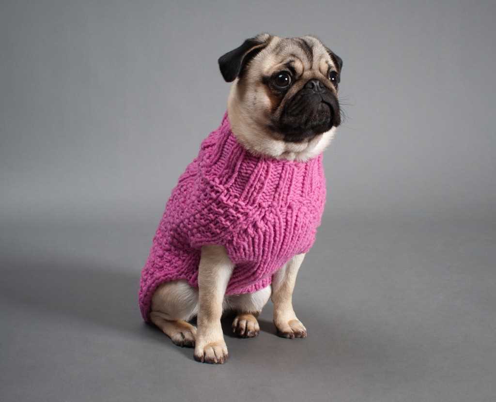 Knitting a Cozy Sweater for Your Pug - A Pattern for Fashionable Canine Comfort Pug sweater knitting pattern