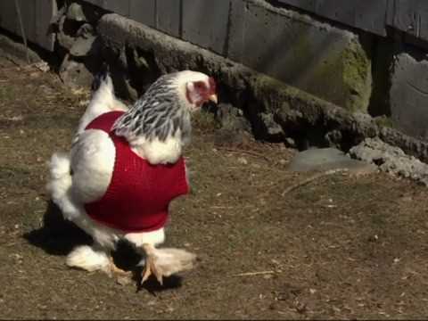 Jumpers for chickens knitting pattern