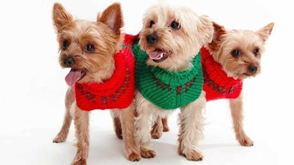Dog christmas jumper knitting pattern