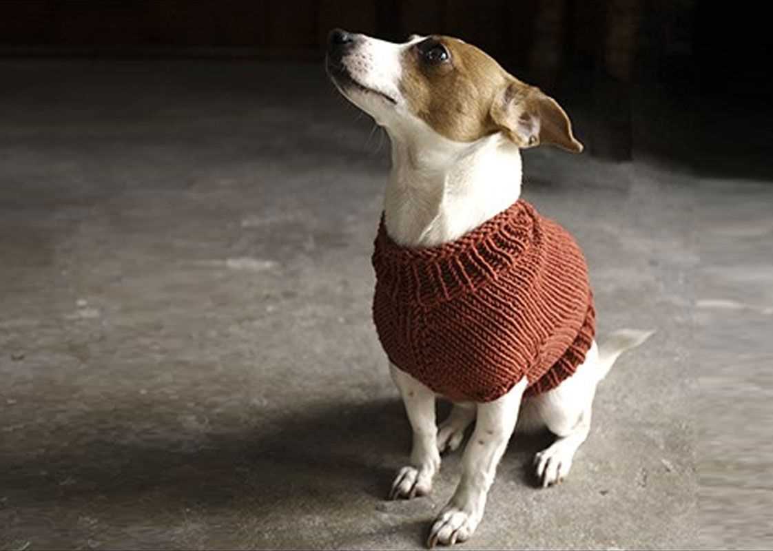 Dog knitting pattern