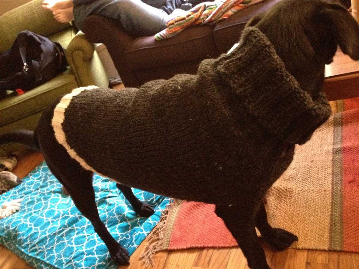 Dog sweater knitting pattern ravelry