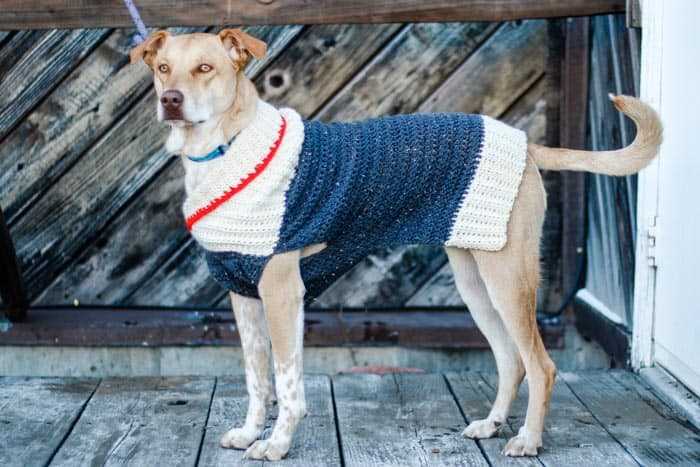 Dog sweaters to knit free patterns