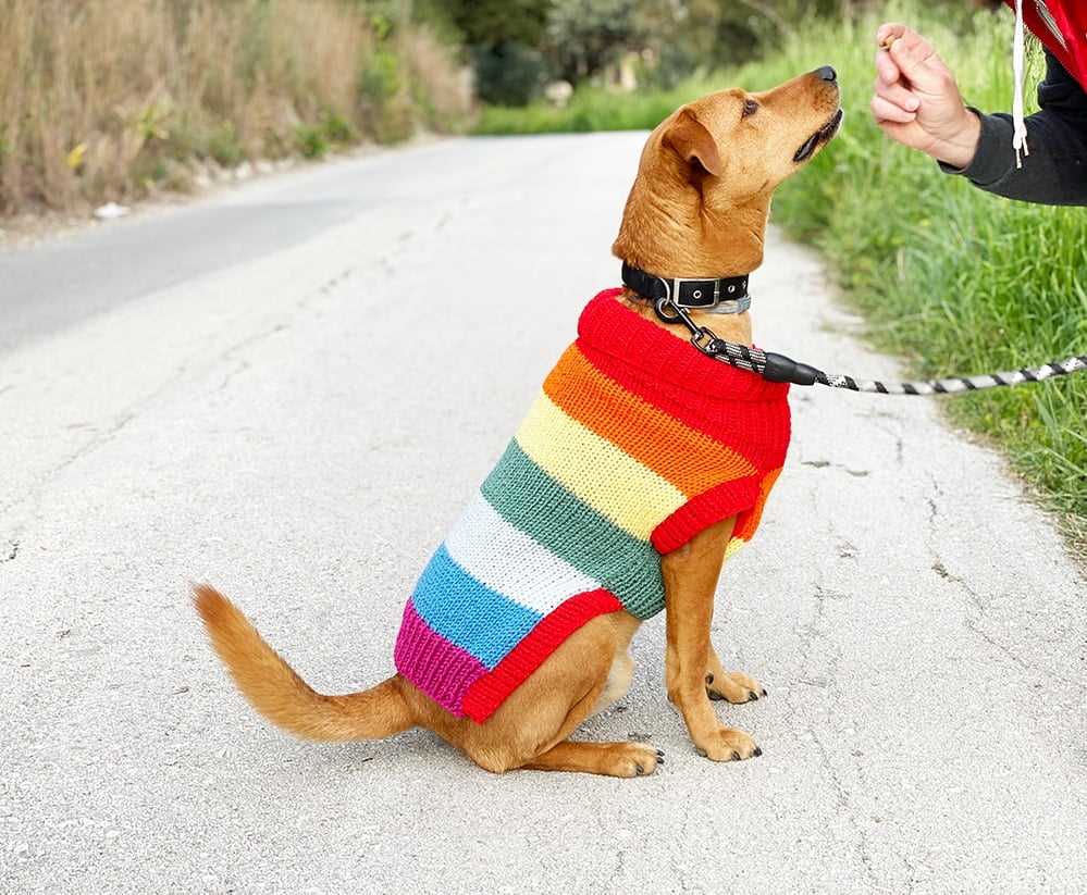 Dog christmas jumper knitting pattern