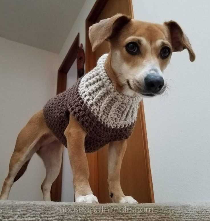 Free knitting patterns for chihuahua dogs