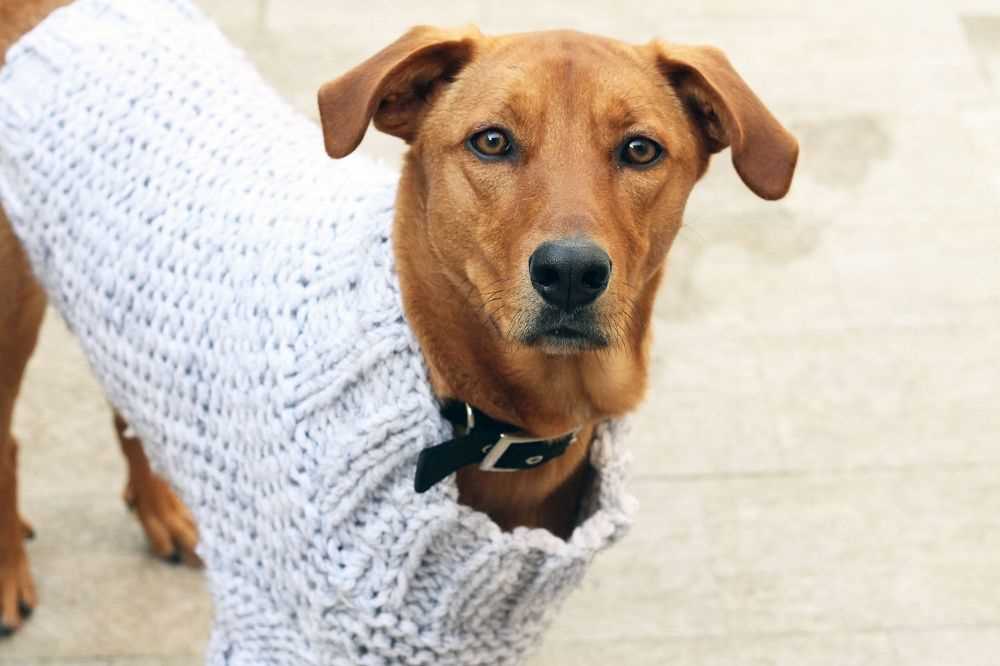 Easy knitted dog coat pattern free
