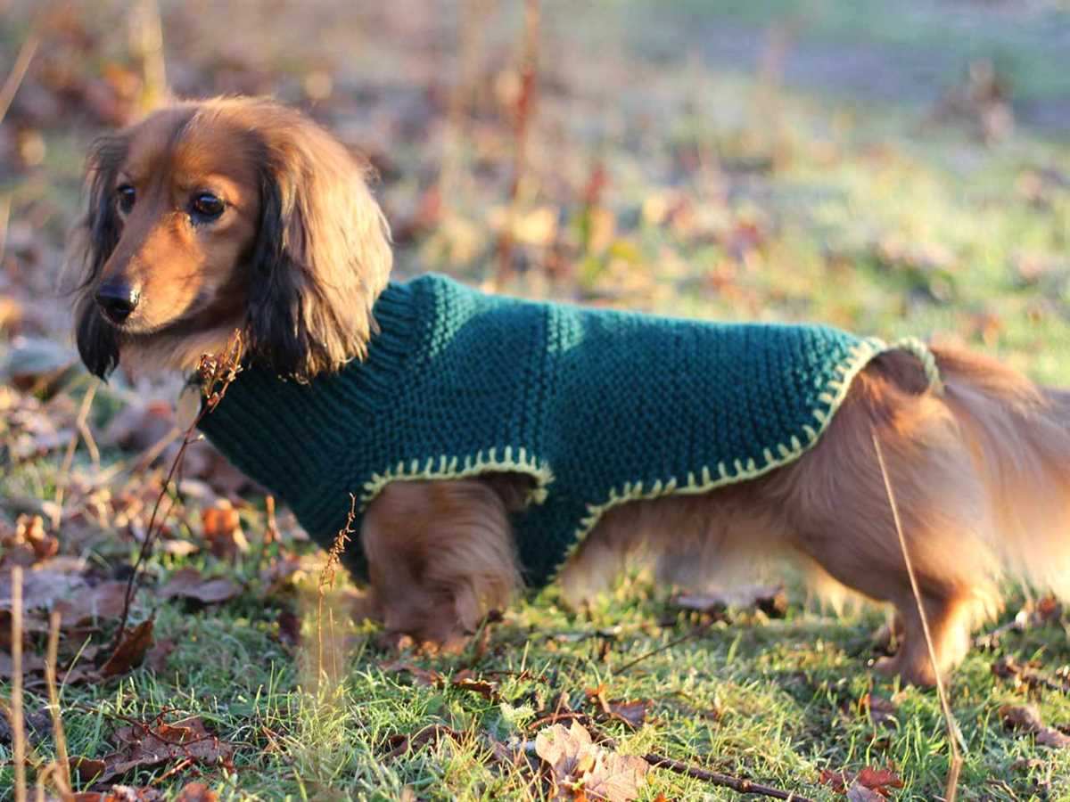 Battersea dog coat knitting pattern